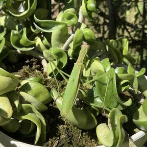 サクララン,ホヤカルノーサ コンパクタ,観葉植物,鉢植え,カマキリの画像