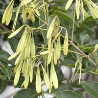 シマトネリコ,シマトネリコ,シマトネリコ,美容院,今を生きるの画像
