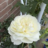 バラ,ロサオリエンティス,バラ大好き,お家園芸,バラの庭園をつくりたいの画像