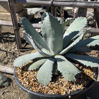 アガベ,多肉植物の画像