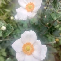 乙女心,自己満足,あき,心を込めて♡,キュンキュン乙女倶楽部の画像