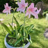 アマリリス,ヤブラン,ヤブラン,シロスジアマリリス,花のある暮らしの画像
