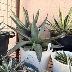 植え替え,開花中,ツルビニカルプス属,アガベ女子,アガベ中毒の画像