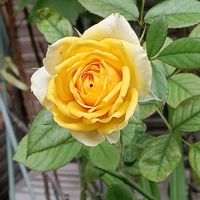ミニバラ,ミニバラ,薔薇の蕾,ミニバラ フォーエバー,ミニバラ フォーエバーの画像
