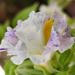 クレマチス,オキザリス・トリアングラリス,꒰ღ˘◡˘ற꒱かわゅ~,元気の出る色♡,植物のある暮らしの画像