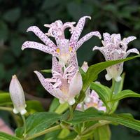 ホトトギス,ホトトギス斑入り,花のある暮らし,我が家のお花,距が好き♡の画像