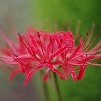 ヒガンバナ,ちっちゃいものクラブ,yu ＆ゆうクラブ,野の花山の花,小さな庭の画像
