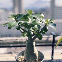 アデニウムの画像