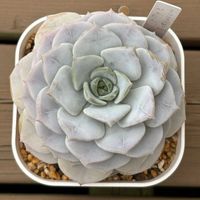 エケベリア,ぺったん,多肉植物,鉢植え,エケベリア属の画像
