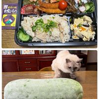 コキア,コスモス,金木犀,冬瓜,みーちゃんの画像