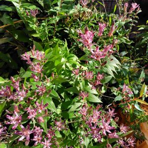 ホトトギス,開花,植えっぱなし,多年草の画像
