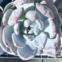サンハ,サンハ,多肉植物,エケベリア属,多肉多肉多肉の画像