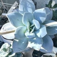 エケベリア ホワイトティー,エケベリア ホワイトティー,多肉植物,エケベリア属,多肉多肉多肉の画像