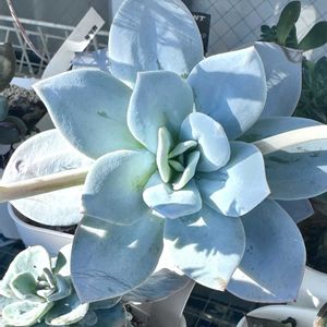エケベリア ホワイトティー,エケベリア ホワイトティー,多肉植物,エケベリア属,多肉多肉多肉の画像