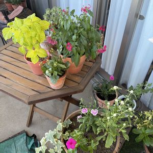 寄せ植え,テラス,ベランダの画像