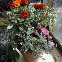 寄せ植え,ガーデニング,カラーリーフ,ベランダの画像
