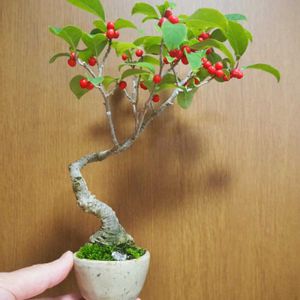 ウメモドキ,ピラカンサ(黄実),ヒメリンゴ(キンギョ),盆栽,おうち園芸の画像