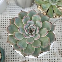 エケベリア,多肉植物,おらいさん苗,ミックスべリア,ブルーベリームーンの画像