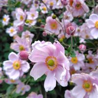 シュウメイギク,ウクライナに平和を,お出かけ先の画像