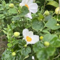 秋明菊,我が家のお花,小さな庭の画像