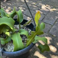 ミニドラゴンフルーツ,エピフィルム グアテマレンシス,観葉植物,鉢植え,新芽の画像