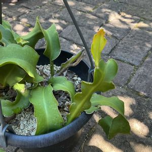 ミニドラゴンフルーツ,エピフィルム グアテマレンシス,観葉植物,鉢植え,新芽の画像
