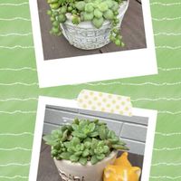 エケベリア,多肉植物,かわいい,多肉寄せ植え,花のある暮らしの画像