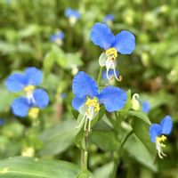 ツユクサ,可憐な花,明日はきっと良い日になる,2019同期,水曜日は水色の画像