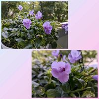 多肉植物,白い花,青い花,植物のある暮らし,植物大好きの画像