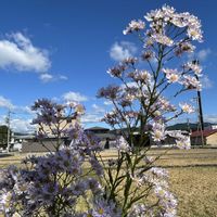 アジサイ,シオン,ムラサキシキブ,秋明菊,仕事帰りにの画像