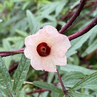 ローゼル,オクラの花,ピーマンの花,アシタバ(明日葉),ご近所さんの畑の画像