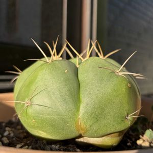 サボテン,多肉植物,ギムノカリキウム属,緑が好き,スリコ多肉の画像