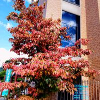 ハナミズキ,紅葉が始まりました,朝の散歩道で,通り道の病院の花壇にの画像