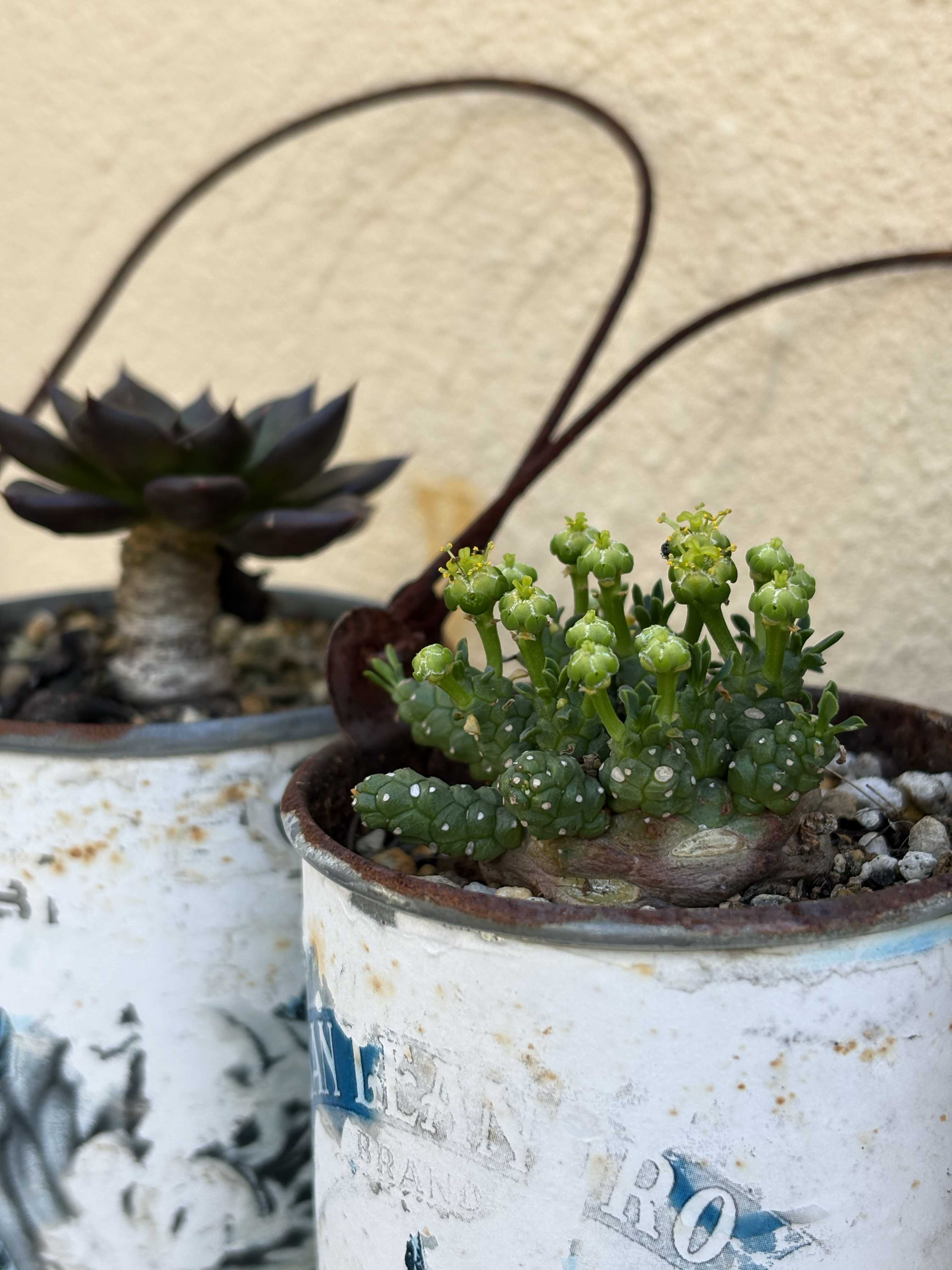 ブラックプリンスの育て方｜日当たりや水やり頻度は？植え替えは必要