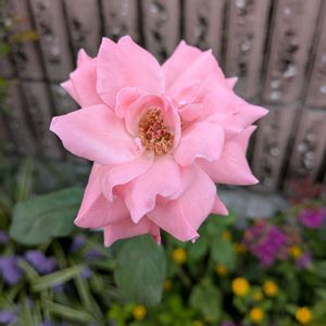 バラ、薔薇、ばら,バラ、薔薇、ばら,花壇,お花のある暮らし,小さな庭の画像
