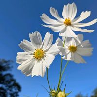 コスモス,秋明菊,トウヤク（センブリ）,しあわせを運べるように,水曜日は白い花♡の画像