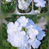 キンモクセイ,シュウメイギク,シュウメイギク,チェリーセージ,バーベナの画像