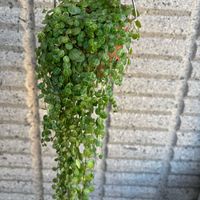 ペペロミア,ペペロミア  タートル,ベランダの画像