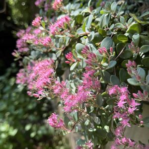 ミセバヤ,日高ミセバヤ,ヒダカミセバヤ,別名　玉緒(たまのお),多肉植物の画像