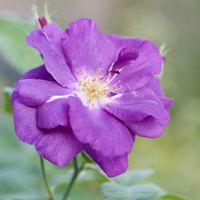 植物のある暮らし,バラのある暮らし,今日の庭,おうち園芸,庭の画像