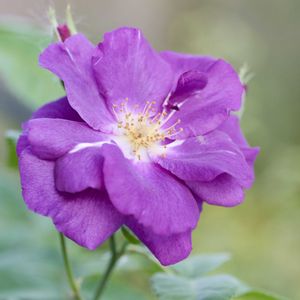 植物のある暮らし,バラのある暮らし,今日の庭,おうち園芸,庭の画像