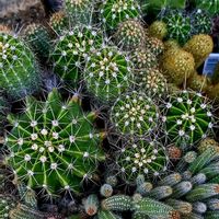 サボテンと多肉,サボテン寄せ植え,サボテンの寄せ植え,トゲトゲ,軒下組の画像