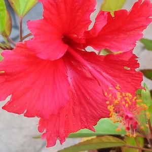 ハイビスカス,鉢植え,ガーデニング,我が家,庭の画像