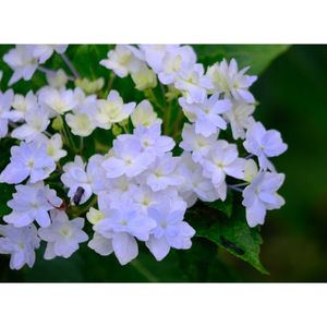 ガクアジサイ・隅田の花火,広い庭の画像