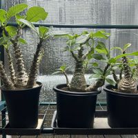 パキポディウム・ウィンゾリー,塊根植物,パキポ,パキポディウム属,塊根植物のある暮らしの画像