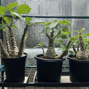 パキポディウム・ウィンゾリー,塊根植物,パキポ,パキポディウム属,塊根植物のある暮らしの画像
