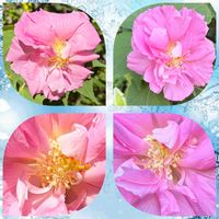 地植え,挿し木から成長,西側花壇,復興をお祈りいたします,大きくなってくれたの画像