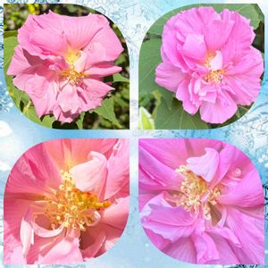 地植え,挿し木から成長,西側花壇,復興をお祈りいたします,大きくなってくれたの画像