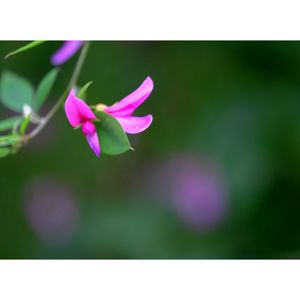 ハギ,広い庭の画像