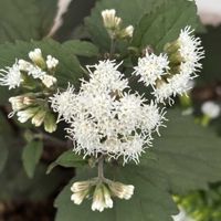 鉢植え,花壇,ガーデニング,自宅,2026スタートの画像